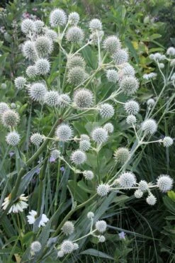 Rattlesnake Master (Eryngium Yuccifolium) - 1 Gallon Pot -Plant Lover House Shop Eryngium20yuccifolium rattlesnake master plant 8
