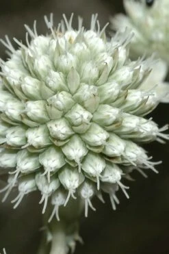 Rattlesnake Master (Eryngium Yuccifolium) - 1 Gallon Pot -Plant Lover House Shop Eryngium20yuccifolium rattlesnake master plant 9