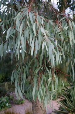 Angus Cold Hardy Eucalyptus Tree (Eucalyptus Nicholii) - Quart Pot -Plant Lover House Shop Eucalyptus Angus 15