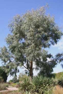 Angus Cold Hardy Eucalyptus Tree (Eucalyptus Nicholii) - 2 Gallon Pot 16 Angus Cold Hardy Eucalyptus Tree (Eucalyptus Nicholii) - 2 Gallon Pot -Plant Lover House Shop Eucalyptus Angus 16 4