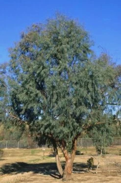 Angus Cold Hardy Eucalyptus Tree (Eucalyptus Nicholii) - 3 Quart Pot 13 Angus Cold Hardy Eucalyptus Tree (Eucalyptus Nicholii) - 3 Quart Pot -Plant Lover House Shop Eucalyptus Angus 17 3