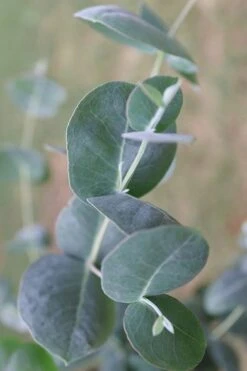 Big O Cold Hardy Eucalyptus Tree (Eucalyptus Neglecta) - Quart Pot -Plant Lover House Shop Eucalyptus Big O 3 500x750 3