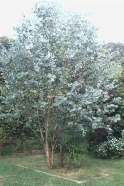 Big O Cold Hardy Eucalyptus Tree (Eucalyptus Neglecta) - 1 Gallon Pot -Plant Lover House Shop Eucalyptus Big O 5 500x750 8
