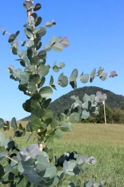 Big O Cold Hardy Eucalyptus Tree (Eucalyptus Neglecta) - 5 Gallon Pot (5-6') -Plant Lover House Shop Eucalyptus Big O Cold 2 500x750 7