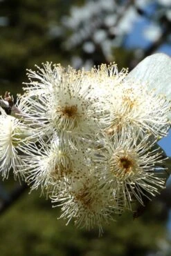 Bluey Cold Hardy Eucalyptus Tree (Eucalyptus Pulverulenta) - Quart Pot -Plant Lover House Shop Eucalyptus Bluey 6 1