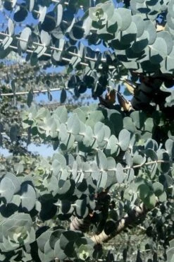 Bluey Cold Hardy Eucalyptus Tree (Eucalyptus Pulverulenta) - 6 Pack Of 1 Gallon Pots -Plant Lover House Shop Eucalyptus Bluey 8 5