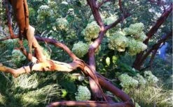 Funky Monkey Cold Hardy Eucalyptus Tree (Eucalyptus Parvula) - 3 Quart Pot -Plant Lover House Shop Eucalyptus Funky Monkey Branches 5