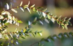 Funky Monkey Cold Hardy Eucalyptus Tree (Eucalyptus Parvula) - 2 Gallon Pot -Plant Lover House Shop Eucalyptus Funky Monkey Leaves 4