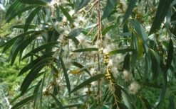 Funky Monkey Cold Hardy Eucalyptus Tree (Eucalyptus Parvula) - 1 Gallon Pot 12 Funky Monkey Cold Hardy Eucalyptus Tree (Eucalyptus Parvula) - 1 Gallon Pot -Plant Lover House Shop Eucalyptus Funky Monkey Leaves Mature 1