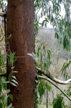 Jersey Girl Cold Hardy Eucalyptus Tree (Eucalyptus Macarthurii) - 2 Gallon Pot -Plant Lover House Shop Eucalyptus Jersey Girl 2 4