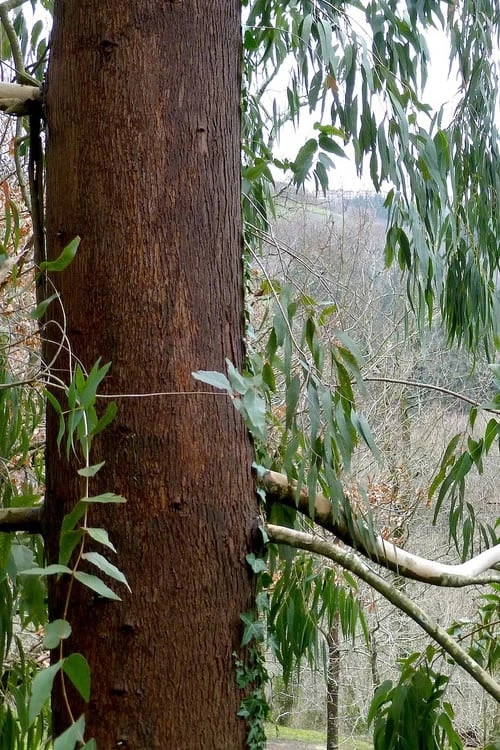 Jersey Girl Cold Hardy Eucalyptus Tree (Eucalyptus Macarthurii) - Quart Pot 10 Jersey Girl Cold Hardy Eucalyptus Tree (Eucalyptus Macarthurii) - Quart Pot - Image 8