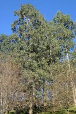 Jersey Girl Cold Hardy Eucalyptus Tree (Eucalyptus Macarthurii) - 1 Gallon Pot -Plant Lover House Shop Eucalyptus Jersey Girl 3 3