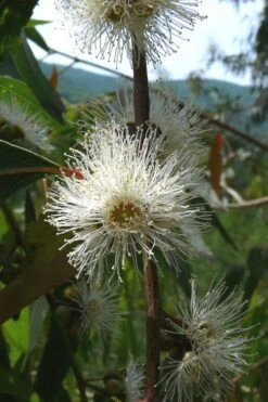 Jersey Girl Cold Hardy Eucalyptus Tree (Eucalyptus Macarthurii) - 3 Quart Pot 17 Jersey Girl Cold Hardy Eucalyptus Tree (Eucalyptus Macarthurii) - 3 Quart Pot -Plant Lover House Shop Eucalyptus Jersey Girl 4 2