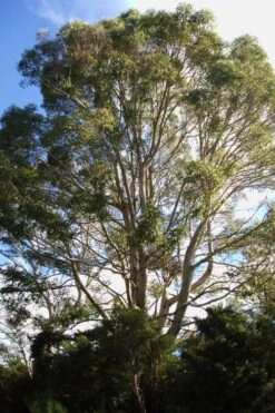 Jersey Girl Cold Hardy Eucalyptus Tree (Eucalyptus Macarthurii) - Quart Pot 16 Jersey Girl Cold Hardy Eucalyptus Tree (Eucalyptus Macarthurii) - Quart Pot -Plant Lover House Shop Eucalyptus Jersey Girl 6 5