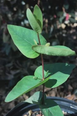 Jersey Girl Cold Hardy Eucalyptus Tree (Eucalyptus Macarthurii) - Quart Pot 18 Jersey Girl Cold Hardy Eucalyptus Tree (Eucalyptus Macarthurii) - Quart Pot -Plant Lover House Shop Eucalyptus Jersey Girl 7 5