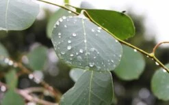 Lucky Country Cold Hardy Eucalyptus Tree (Eucalyptus Camphora) - Quart Pot -Plant Lover House Shop Eucalyptus Lucky Country 2 2