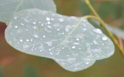 Lucky Country Cold Hardy Eucalyptus Tree (Eucalyptus Camphora) - 1 Gallon Pot 14 Lucky Country Cold Hardy Eucalyptus Tree (Eucalyptus Camphora) - 1 Gallon Pot -Plant Lover House Shop Eucalyptus Lucky Country 3 1