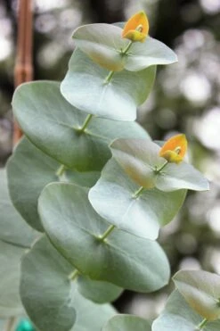 Luna Cold Hardy Eucalyptus Tree (Eucalyptus Perriniana) - Quart Pot 10 Luna Cold Hardy Eucalyptus Tree (Eucalyptus Perriniana) - Quart Pot -Plant Lover House Shop Eucalyptus Luna 1 1