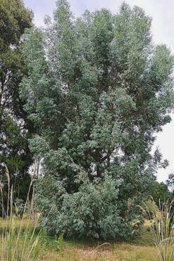 Luna Cold Hardy Eucalyptus Tree (Eucalyptus Perriniana) - Quart Pot 11 Luna Cold Hardy Eucalyptus Tree (Eucalyptus Perriniana) - Quart Pot -Plant Lover House Shop Eucalyptus Luna 5 1