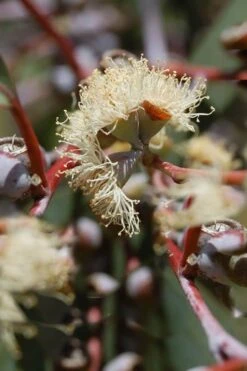 Luna Cold Hardy Eucalyptus Tree (Eucalyptus Perriniana) - 1 Gallon Pot -Plant Lover House Shop Eucalyptus Luna 6