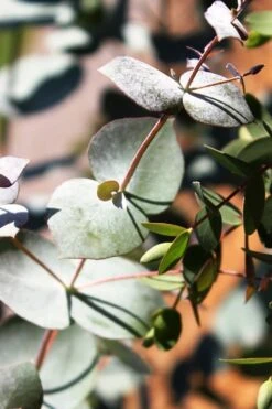 Maggie Cold Hardy Eucalyptus Tree (Eucalyptus Nova Anglica) - 3 Gallon Pot -Plant Lover House Shop Eucalyptus Maggie 10