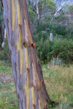 Sheila Cold Hardy Eucalyptus Tree (Eucalyptus Stellulata) - Quart Pot -Plant Lover House Shop Eucalyptus Sheila 10 1