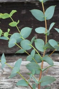 Sheila Cold Hardy Eucalyptus Tree (Eucalyptus Stellulata) - Quart Pot -Plant Lover House Shop Eucalyptus Sheila 2 1