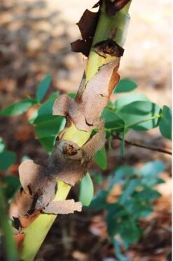 Sheila Cold Hardy Eucalyptus Tree (Eucalyptus Stellulata) - Quart Pot -Plant Lover House Shop Eucalyptus Sheila 9 1