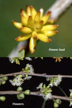 Skinny Minny Hardy Eucalyptus Tree (Eucalyptus Moorei) - 1 Gallon Pot -Plant Lover House Shop Eucalyptus Skinny Minny 1 5