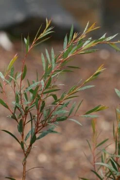 Skinny Minny Hardy Eucalyptus Tree (Eucalyptus Moorei) - Quart Pot 9 Skinny Minny Hardy Eucalyptus Tree (Eucalyptus Moorei) - Quart Pot -Plant Lover House Shop Eucalyptus Skinny Minny 2