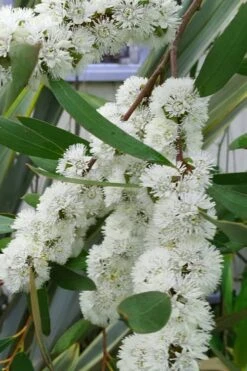 Snow Day Cold Hardy Eucalyptus Tree (Eucalyptus Gregsoniana) - 1 Gallon Pot -Plant Lover House Shop Eucalyptus Snow Day 5 2