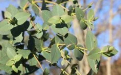 Cab Sav Cold Hardy Eucalyptus Tree (Eucalyptus Rubida) - 2 Gallon Pot -Plant Lover House Shop Eucalyptus Tree Cab Sav Rubida