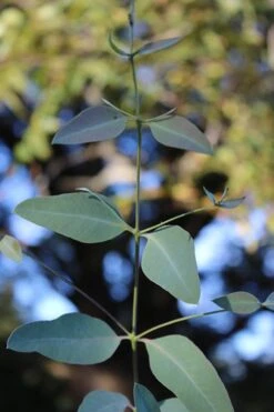 Grace Cold Hardy Eucalyptus Tree (Eucalyptus Elliptica) - 2 Gallon Pot 11 Grace Cold Hardy Eucalyptus Tree (Eucalyptus Elliptica) - 2 Gallon Pot -Plant Lover House Shop Eucalytptus Grace BS 2