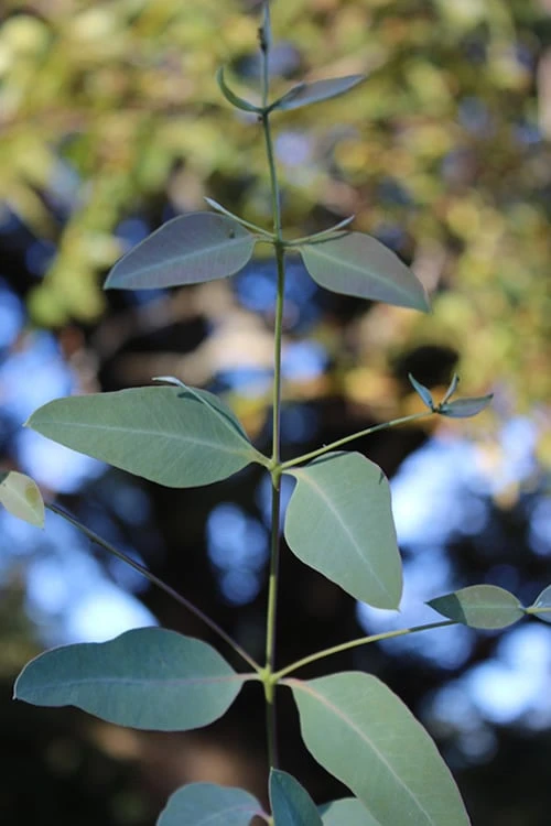 Grace Cold Hardy Eucalyptus Tree (Eucalyptus Elliptica) - 2 Gallon Pot 7 Grace Cold Hardy Eucalyptus Tree (Eucalyptus Elliptica) - 2 Gallon Pot - Image 5