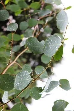 Lucky Country Cold Hardy Eucalyptus Tree (Eucalyptus Camphora) - Quart Pot -Plant Lover House Shop Eucalytptus Lucky Country BS 2