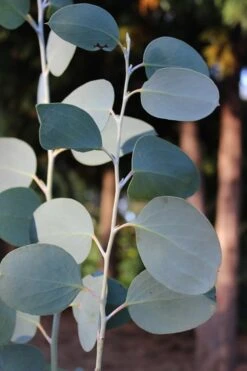 Mappa Tassie Cold Hardy Eucalyptus Tree (Eucalyptus Pauciflora) - 3 Quart Pot -Plant Lover House Shop Eucalytptus Mappa Tassie BS 4