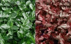 Purple Wintercreeper (Euonymus Fortunei 'Coloratus') - 6 Pack Of Pint Pots -Plant Lover House Shop Euonymus Coloratus Purple Winter Creeper 50 1 1