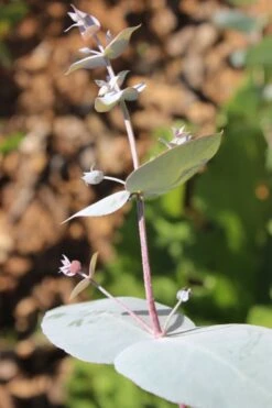 Maggie Cold Hardy Eucalyptus Tree (Eucalyptus Nova Anglica) - 2 Gallon Pot -Plant Lover House Shop Eusalyptus Maggie 1 500x750 5