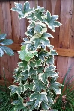 Angyo Star Fatshedera - 3 Gallon Pot 9 Angyo Star Fatshedera - 3 Gallon Pot -Plant Lover House Shop Fatshedera Angyo Star 3 1