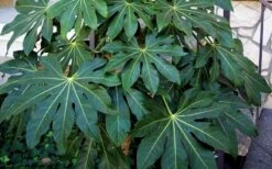 Fatsia Japonica - Japanese Aralia - Glossy Paper Plant - 5 Gallon Pot -Plant Lover House Shop Fatsia Japanese Aralia 1 3