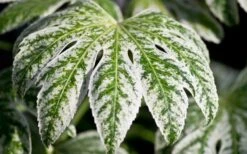 Spider's Web Fatsia - Japanese Aralia Paper Plant - 2 Gallon Pot -Plant Lover House Shop Fatsia Spider Web close Up