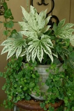 Spider's Web Fatsia - Japanese Aralia Paper Plant - 5 Gallon Pot -Plant Lover House Shop Fatsia Spiders Web 21 2