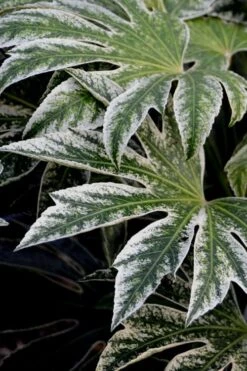 Spider's Web Fatsia - Japanese Aralia Paper Plant - 1 Gallon Pot -Plant Lover House Shop Fatsia Spiders Web 24 3