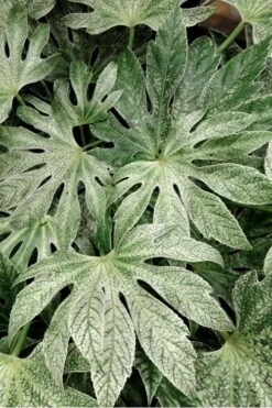 Spider's Web Fatsia - Japanese Aralia Paper Plant - 1 Gallon Pot -Plant Lover House Shop Fatsia Spiders Web 33 3