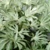 Spider's Web Fatsia - Japanese Aralia Paper Plant - 2 Gallon Pot 2 Spider's Web Fatsia - Japanese Aralia Paper Plant - 2 Gallon Pot -Plant Lover House Shop Fatsia Spiders Web 500x750 1