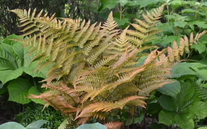 Autumn Fern - Dryopteris Erythrosora - 6 Pack Of 1 Gallon Pots 6 Autumn Fern - Dryopteris Erythrosora - 6 Pack Of 1 Gallon Pots - Image 4