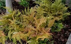 Autumn Fern - Dryopteris Erythrosora - 6 Pack Of 1 Gallon Pots 13 Autumn Fern - Dryopteris Erythrosora - 6 Pack Of 1 Gallon Pots -Plant Lover House Shop Fern Autumn 2