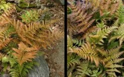 Autumn Fern (Dryopteris Erythrosora) - 5 Pack Of Quart Pots -Plant Lover House Shop Fern Autumn 4 3