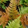 Autumn Fern - Dryopteris Erythrosora - 6 Pack Of 1 Gallon Pots -Plant Lover House Shop Fern Autumn 500x750 1