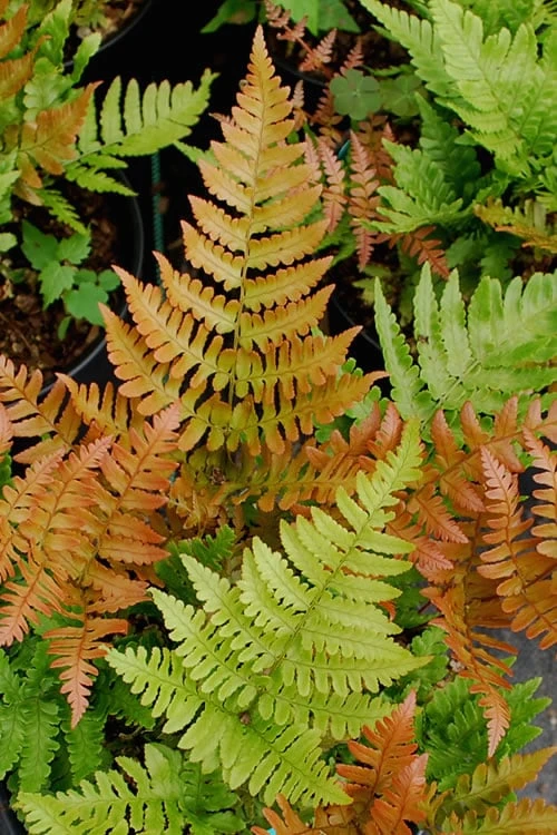 Autumn Fern - Dryopteris Erythrosora - 6 Pack Of 1 Gallon Pots 3 Autumn Fern - Dryopteris Erythrosora - 6 Pack Of 1 Gallon Pots